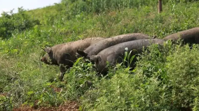 定远猪的养殖方法是什么?不清楚的快来看看!