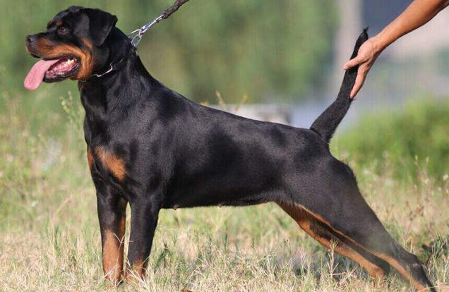 拳师犬凶还是罗威纳凶