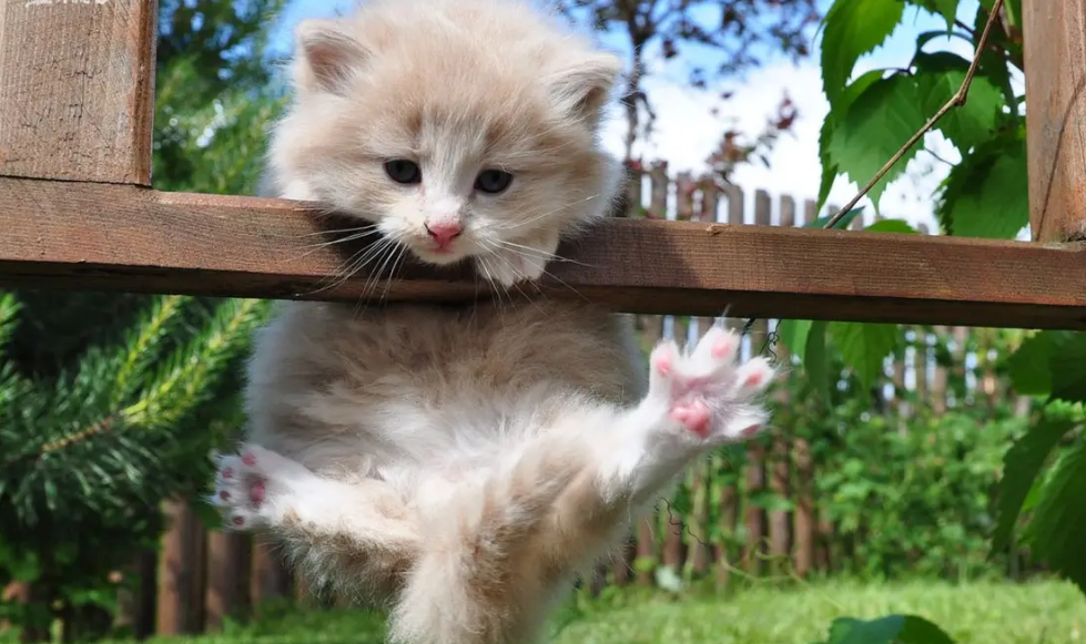 猫咪能吃玉米吗?