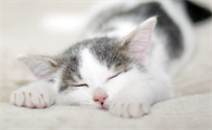 猫可以用人的沐浴露吗