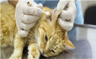 猫咪耳朵里的耳螨怎么清理干净