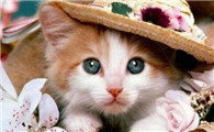 小猫鼻子干燥是正常的嘛怎么办