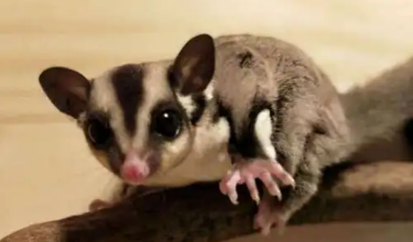 袋鼯鼠