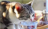 猫导尿第三天还是尿血怎么办