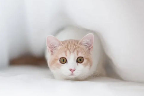 猫咪不吃猫粮也不吃肉怎么办