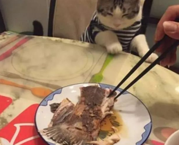 女子背著貓咪吃魚，結果被它發現了，貓：鏟屎官你竟然吃獨食！