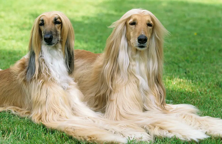 阿富汗猎犬值钱吗