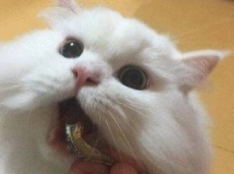 流浪猫遇上一个真正爱它的主人后：原来我也很漂亮，我也会撒娇！