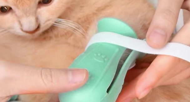 猫鞋设计不合理，变成虐猫工具！