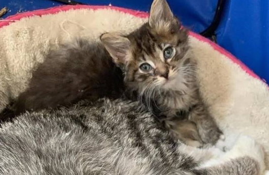 善良的家猫，每天带着不同的小猫回家，将自己的食物分享给它们