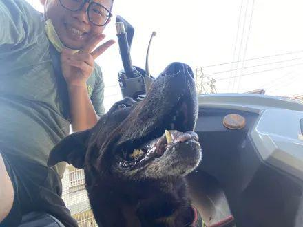 网友在路边回信息,结果被狗子强迫搭霸王车:不认识你呀! 网友在路边回信息,结果被狗子强迫搭霸王车:不认识你呀!