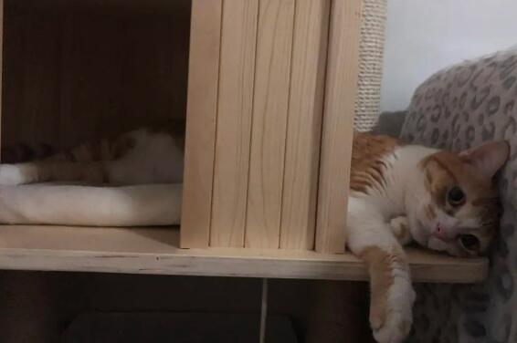 猫咪突然急喘气，但几秒就好了怎么回事