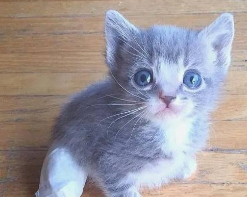 流浪猫叼来6只小猫求收养,残疾小猫却留在猫窝,它被妈妈抛弃了 流浪猫叼来6只小猫求收养,残疾小猫却留在猫窝,它被妈妈抛弃了