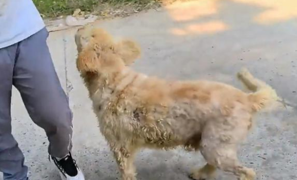 以为又被抛弃，仅收留7天的流浪金毛在分别时，还追着收养它的人