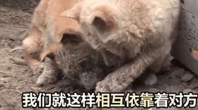 两只狗狗在水沟里等死,被救后却迟迟不肯离去,竟是因为… 两只狗狗在水沟里等死,被救后却迟迟不肯离去,竟是因为…