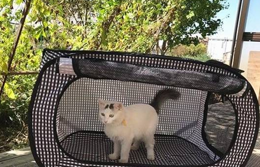 主人带爱猫回初遇之地,睡醒发现多出一只母猫,猫咪:白捡一媳妇 主人带爱猫回初遇之地,睡醒发现多出一只母猫,猫咪:白捡一媳妇