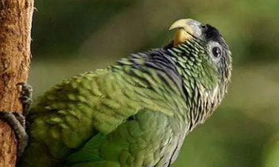 鳞头鹦哥的特点是什么?我来告诉你答案 鳞头鹦哥的特点是什么?我来告诉你答案