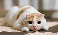 猫咪可不可以吃巴沙鱼