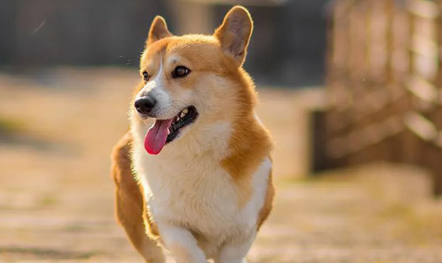 狗狗体外驱虫用什么药好