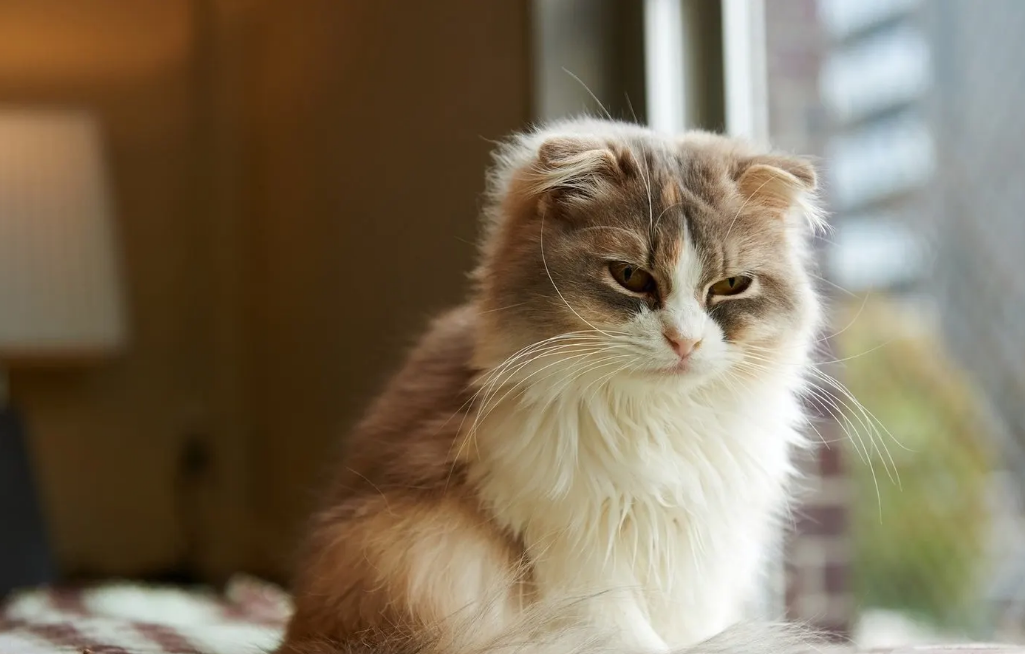 猫突然有跳蚤什么原因