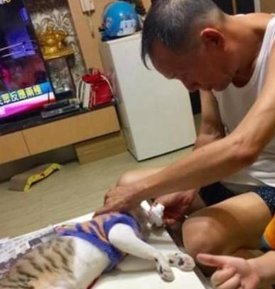 又一个爸爸被喵星人收服了,当初是谁说的,这种野猫不要养啦! 又一个爸爸被喵星人收服了,当初是谁说的,这种野猫不要养啦!