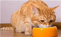 如何鉴别是不是猫鼻支