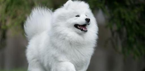 狗腿瘸了能自愈吗
