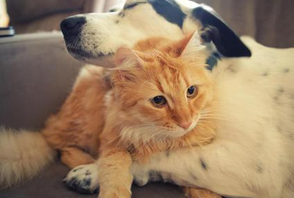 狗狗可不可以吃猫咪罐头