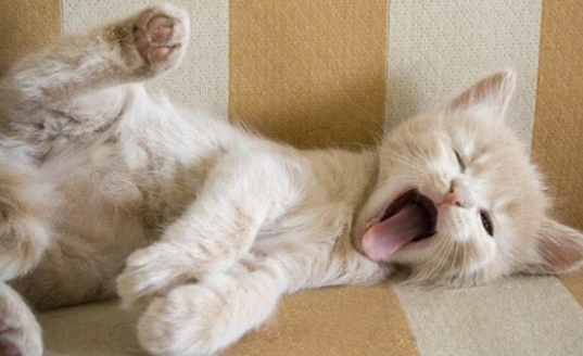 小猫在人身上踩奶是什么意思 小猫在人身上踩奶是什么意思