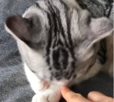 猫咪正在洗爪子,旁边突然伸过来一根手指,它的反应让主人笑喷了 猫咪正在洗爪子,旁边突然伸过来一根手指,它的反应让主人笑喷了