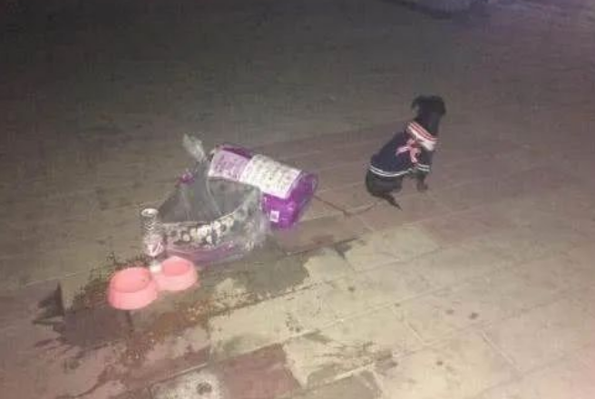 每一只被遗弃的猫狗,都在无望与恐惧中等待 每一只被遗弃的猫狗,都在无望与恐惧中等待