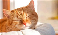 猫有炎症一直不好怎么办