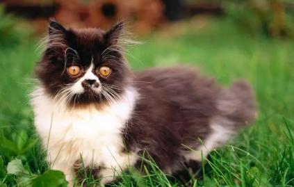 猫咪做绝育手术要多少钱 猫咪做绝育手术要多少钱