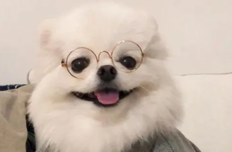 狗吃虾皮为什么会死 狗吃虾皮为什么会死