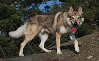 捷克狼犬适合女生吗