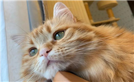 猫眼皮上的猫癣怎么处理干净