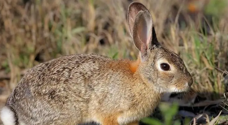 粗毛兔多久可以生兔子?我来告诉你答案!