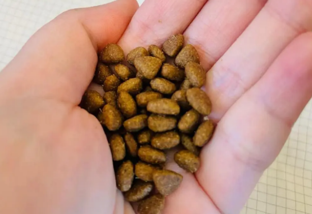欧力优猫粮充分满足猫咪生长发育全面营养需求 欧力优猫粮充分满足猫咪生长发育全面营养需求
