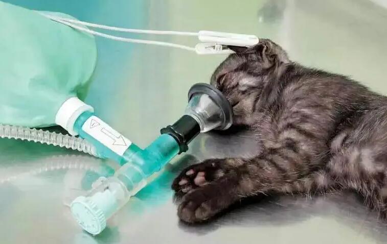 猫咪喘气急促怎么回事啊