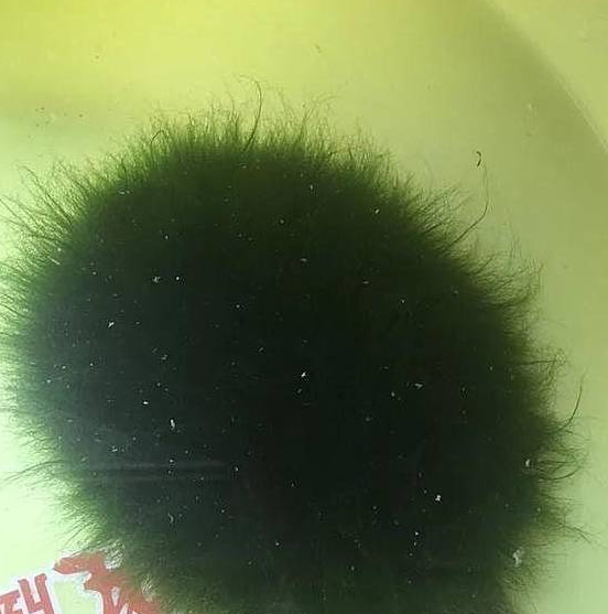 乌龟身上长满了毛,男子见状一咔嚓剪了,却被老爸追着打 乌龟身上长满了毛,男子见状一咔嚓剪了,却被老爸追着打