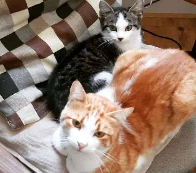 猫咪发现有流浪猫经常来自己家讨饭吃,对它百般照顾并收它当小弟 猫咪发现有流浪猫经常来自己家讨饭吃,对它百般照顾并收它当小弟