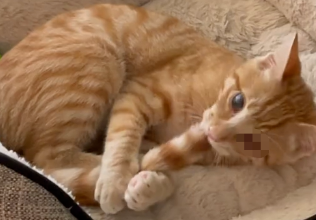 失明小橘猫虚弱躺车库前,好心屋主秒收编,全天候照料,如今! 失明小橘猫虚弱躺车库前,好心屋主秒收编,全天候照料,如今!