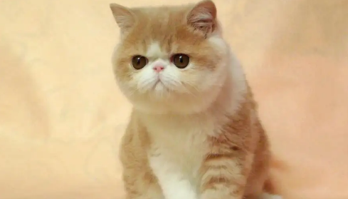 短鼻猫宠物为什么不能空运