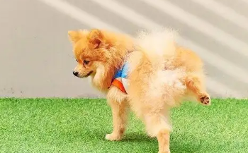 怎么训练狗狗定点大小便
