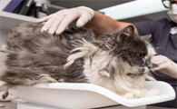 猫身上毛粘在一起硬块能推掉吗