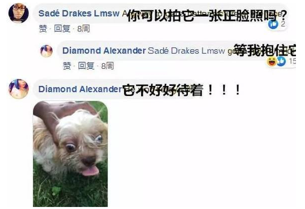 妹子想帮走失的狗狗寻找主人，网友让她拍个狗狗正脸照，结果……
