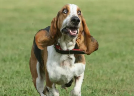 你见过用来观赏的狗狗吗？巴色特犬了解一下