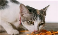 猫吃的太多了撑着了怎么办