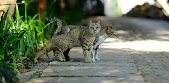 驱赶猫长期有效好办法
