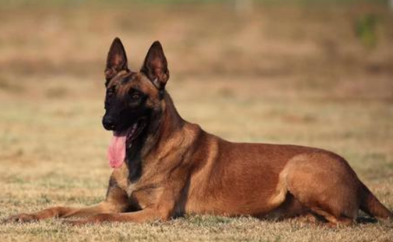 为什么农村人不能养马犬 为什么农村人不能养马犬